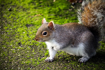 Grey UK Squirrel