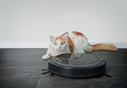 Funny tabby cat looking curious behind a robot vacuum cleaner. 