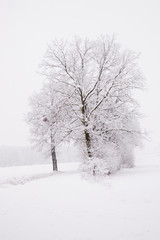 Fototapeta na wymiar winter landscape in the countryside, snowy landscape