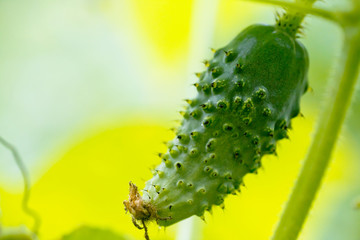 Naklejka premium One green ripe cucumber on a bush among the leaves. Cucumber on the background of the garden.