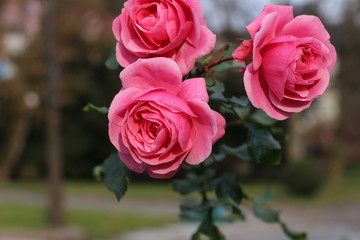 Roses, Autumn Flowers