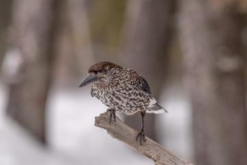 Spotted Nutcracker (Nucifraga caryocatactes) sitting on the perch
