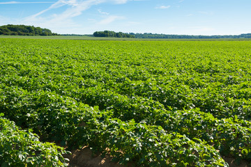 Fototapeta na wymiar Large potato field with potato plants planted in nice straight rows