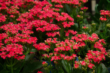 Fototapeta premium Kalanchoe houseplant in bloom.