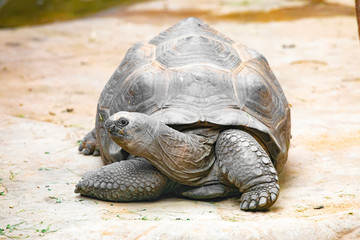Aldabra giant tortoise (Aldabrachelys gigantea)