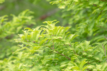 Green branches and leaves of the Gold Rush, Dawn Redwood,  Metasequoia glyptostroboides