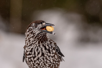 Spotted Nutcracker (Nucifraga caryocatactes) in winter forest.