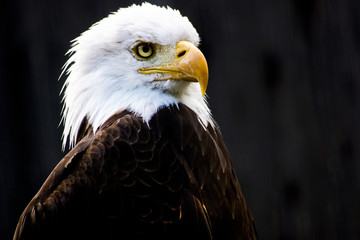 Eagle