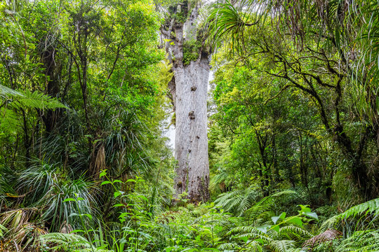 Tane Mahatu, Kauri trees at the North Island of New Zealand