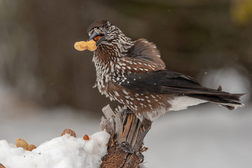 Spotted Nutcracker (Nucifraga caryocatactes) in winter forest.