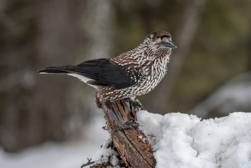 Spotted Nutcracker (Nucifraga caryocatactes) sitting on the perch