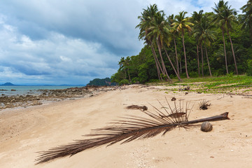 The coast of the tropical island with the lying palm tree branch.