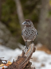 Spotted Nutcracker (Nucifraga caryocatactes) sitting on the perch