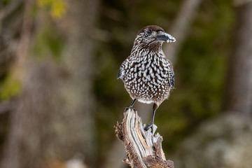 Spotted Nutcracker (Nucifraga caryocatactes) sitting on the perch