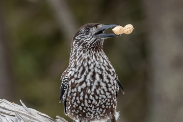 Spotted Nutcracker (Nucifraga caryocatactes) in winter forest.