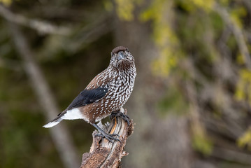 Spotted Nutcracker (Nucifraga caryocatactes) in winter forest.
