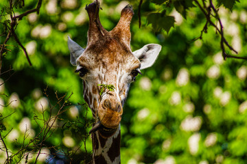 Giraffe