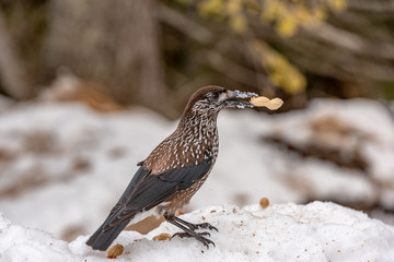 Spotted Nutcracker (Nucifraga caryocatactes) in winter forest.