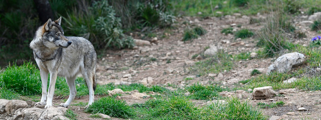 Europäischer Wolf (Canis lupus lupus) - gray wolf