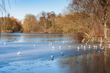 birds on winter river