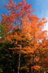 Orange maple tree at fall