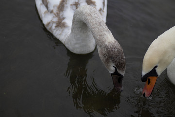 Swans in love