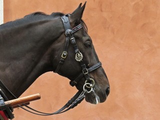 Detail of Black Horse Head in Bridle with Red Wall in Background