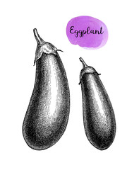 Ink sketch of eggplant isolated.
