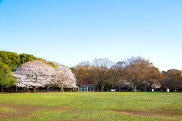 桜の季節の代々木公園・中央広場