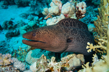 Giant moray on the reef