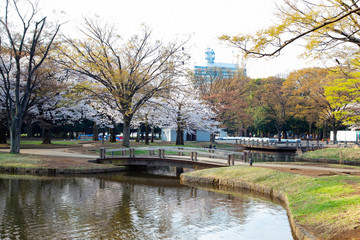 Fototapeta na wymiar 桜の季節の代々木公園・噴水池