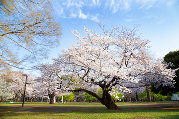 Obraz premium 桜の季節の代々木公園・中央広場