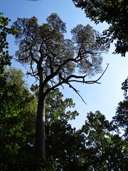 Beautiful Sunny Sky Seen Through Tree Branches with Leaves