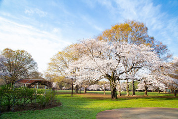 Fototapeta na wymiar 桜の季節の代々木公園・中央広場