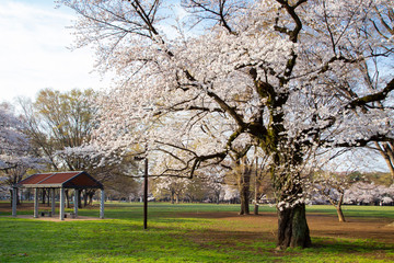 Obraz premium 桜の季節の代々木公園・中央広場