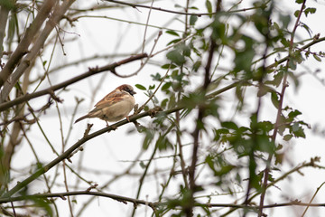 Obraz premium Sparrow on a branch