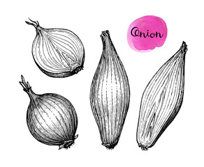 Ink sketch of onion.