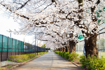 駒沢オリンピック公園の桜並木