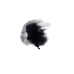 Beautiful watercolor ink drops on white paper, paint bleed Bloom, with black circle organic flow expanding, splatter spreading on clear background. Perfect for motion graphics, digital composition. 