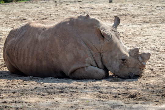 Southern White Rhinoceros lying down in the sand