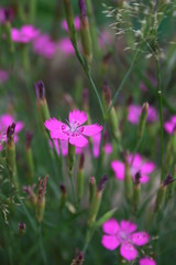 w świecie macro fotografii