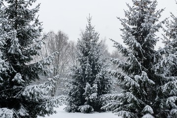 Park under the snow during winter. Slovakia