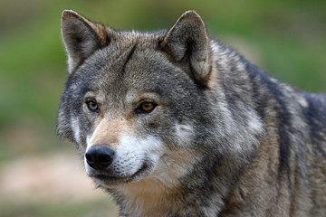 Europäischer Wolf (Canis lupus lupus) - gray wolf