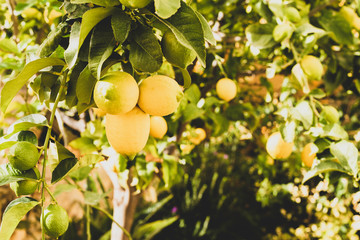 A bunch of fresh lemons on a lemon tree branch in a sunny garden. Selective focus, toned photo.