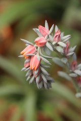 Cactus flower