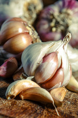 Garlic bulbs on wooden rustic table in panorama shape. A pile of garlic peeled cloves.