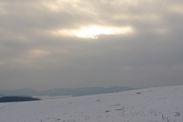 Nature under the snow during winter. Slovakia