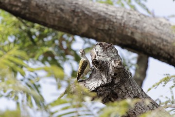 Female cardinal woodpecker (Dendropicos fuscescens)
