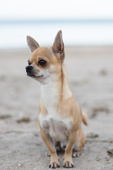 Portrait of the dog Terry. His breed is chihuahua and he loves to make people smile with his charming look. The photos are taken on one of his favorite places to run - the beach.