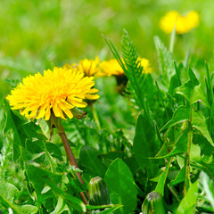 Yellow dandelions on a green meadow.